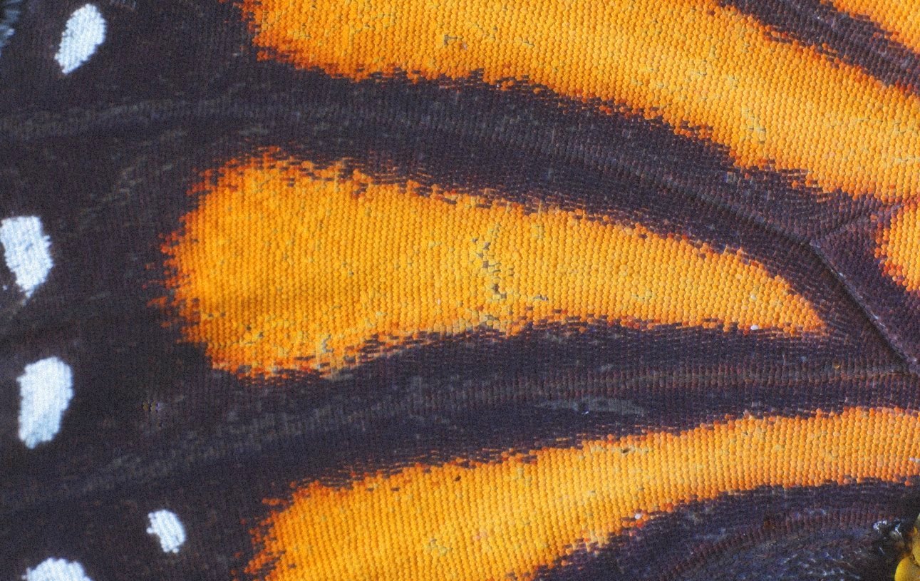 Monarch Butterfly