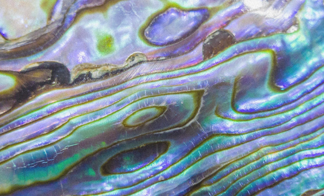 Abalone Shell