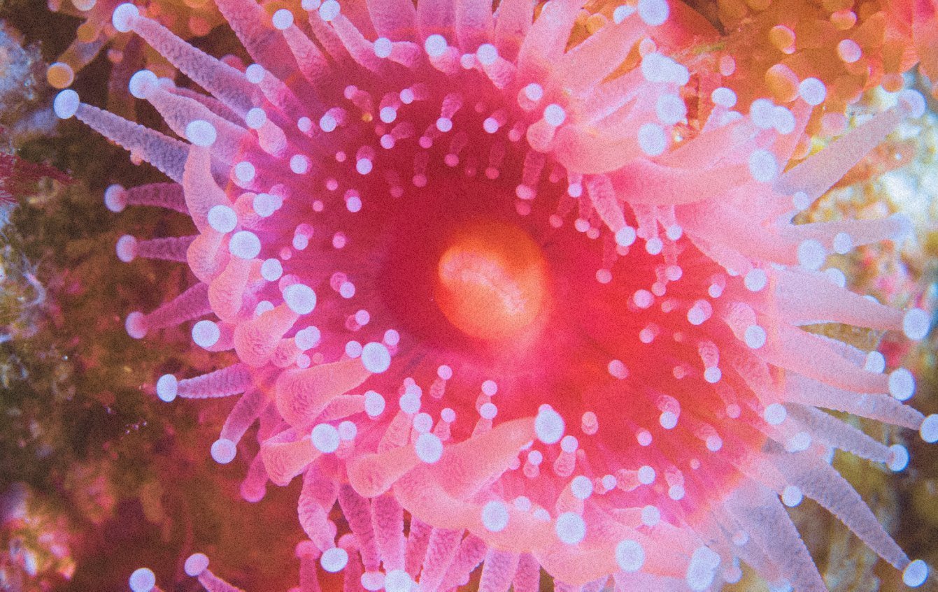 Strawberry Sea Anemone